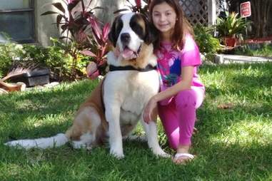 saint bernard rescue service dog
