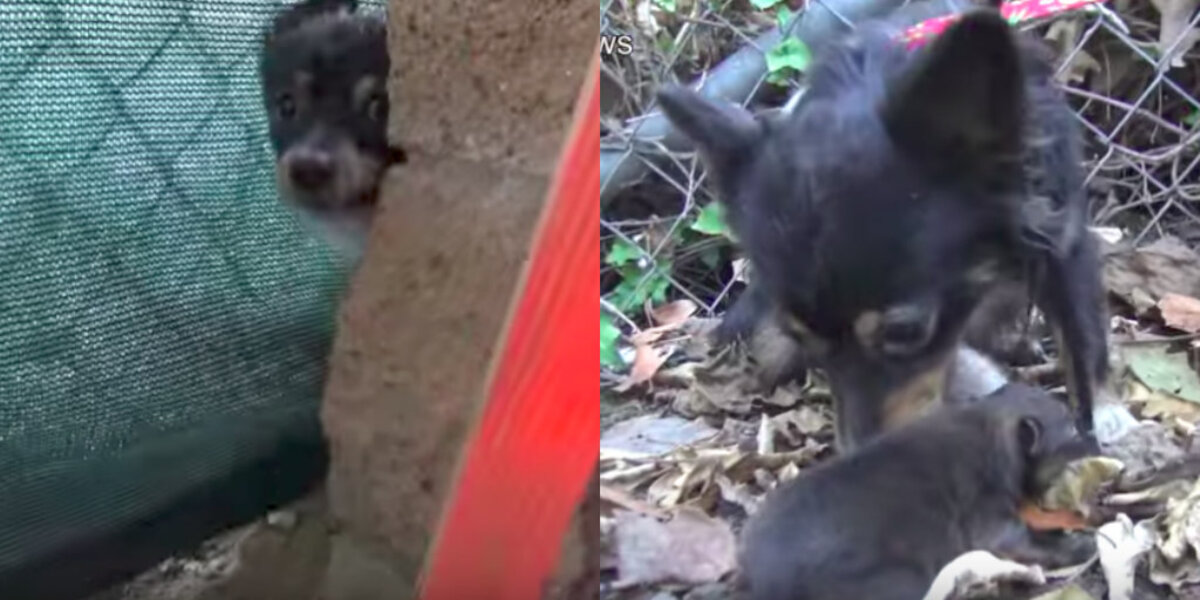 Mother Dog Reunited With Her Puppies Where She First Lost Them - The Dodo