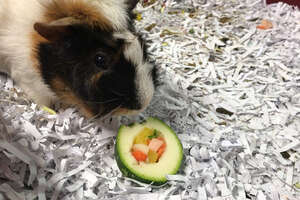 Sushi for Guinea Pigs