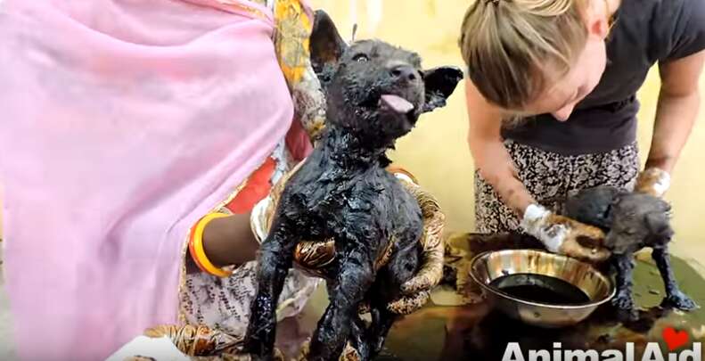 Three Puppies Rescued From Tar Pit In India Reunited With Their Mom - The Dodo