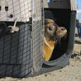 Rescued Seals Are Finally Back Home Where They Belong 