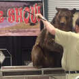 Bear Forced To Perform In Traveling Show Has Shot At Freedom 