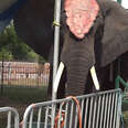 Elephant Who Has Performed For Decades Finally Has A Chance To Be Free 
