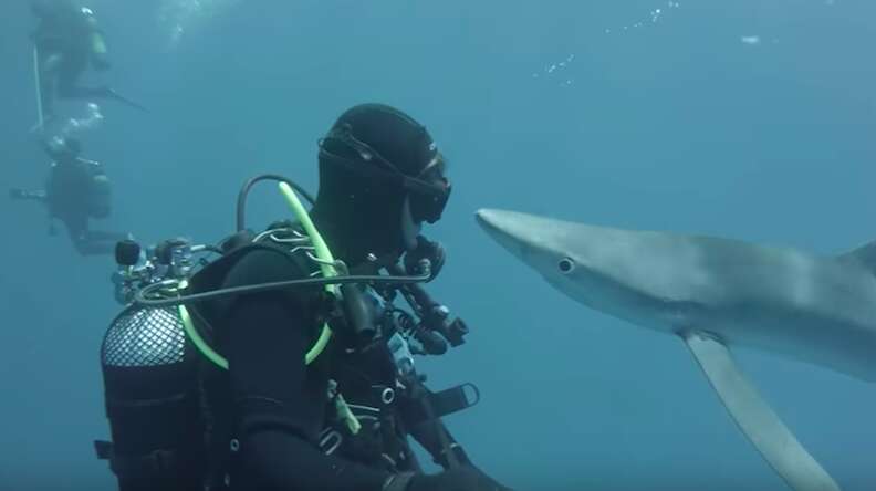 Curious blue shark coming up to diver