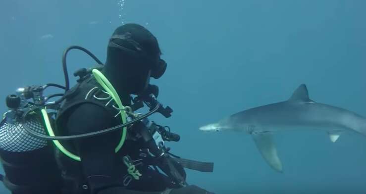 Curious shark circling diver
