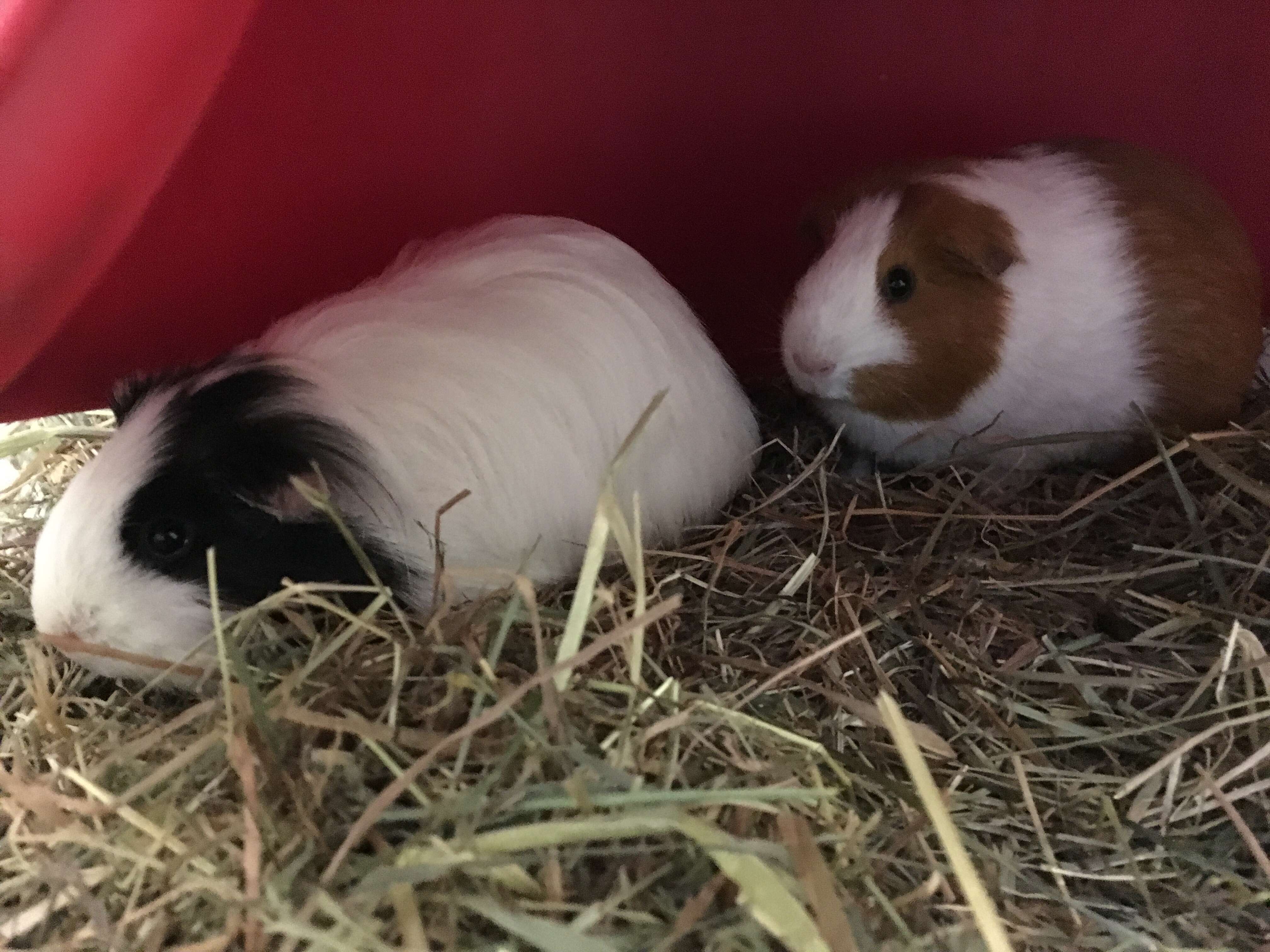 guinea pigs found in the woods