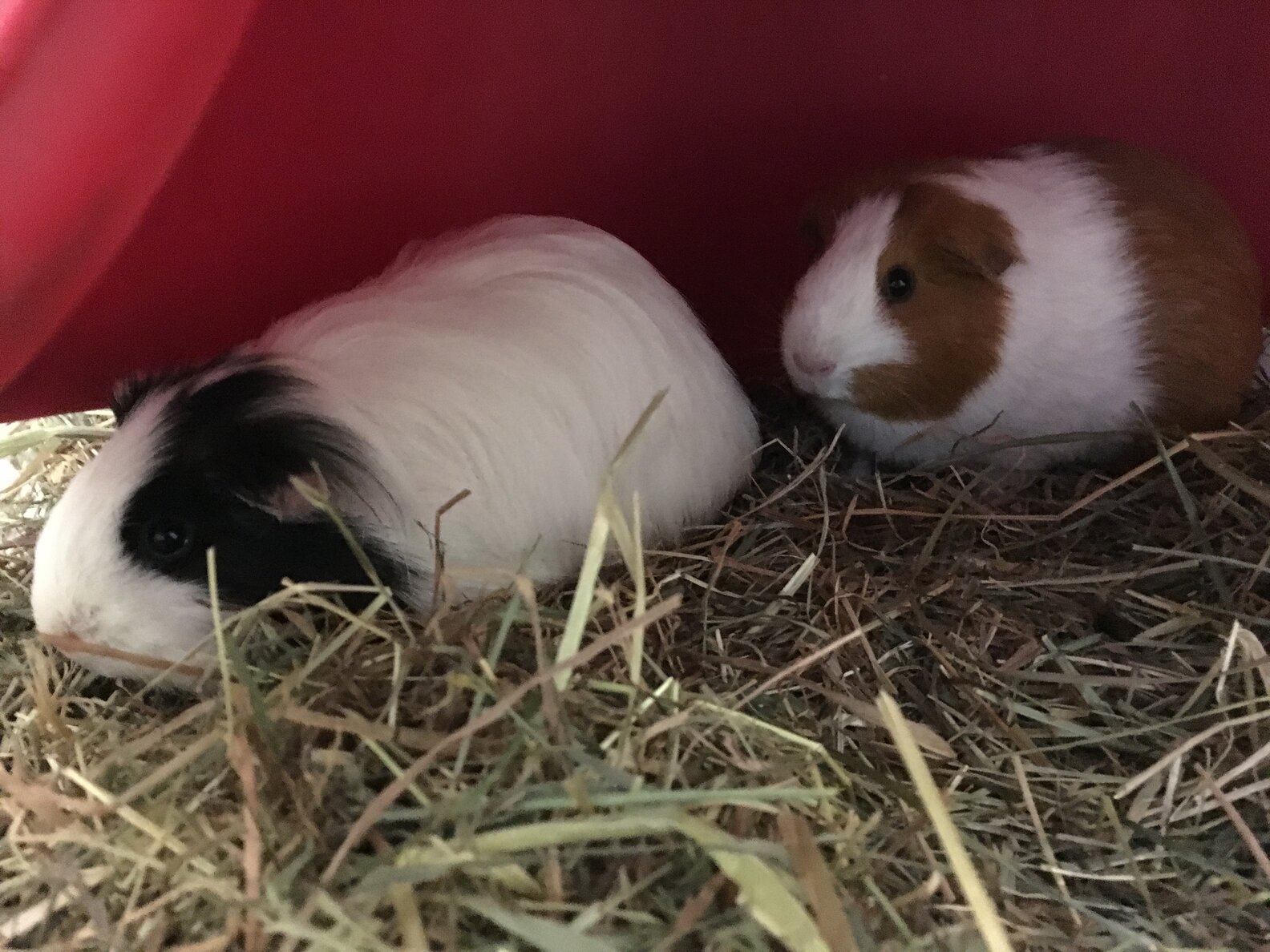Driver Spots Two Guinea Pigs In The Woods And Knows Just What To Do
