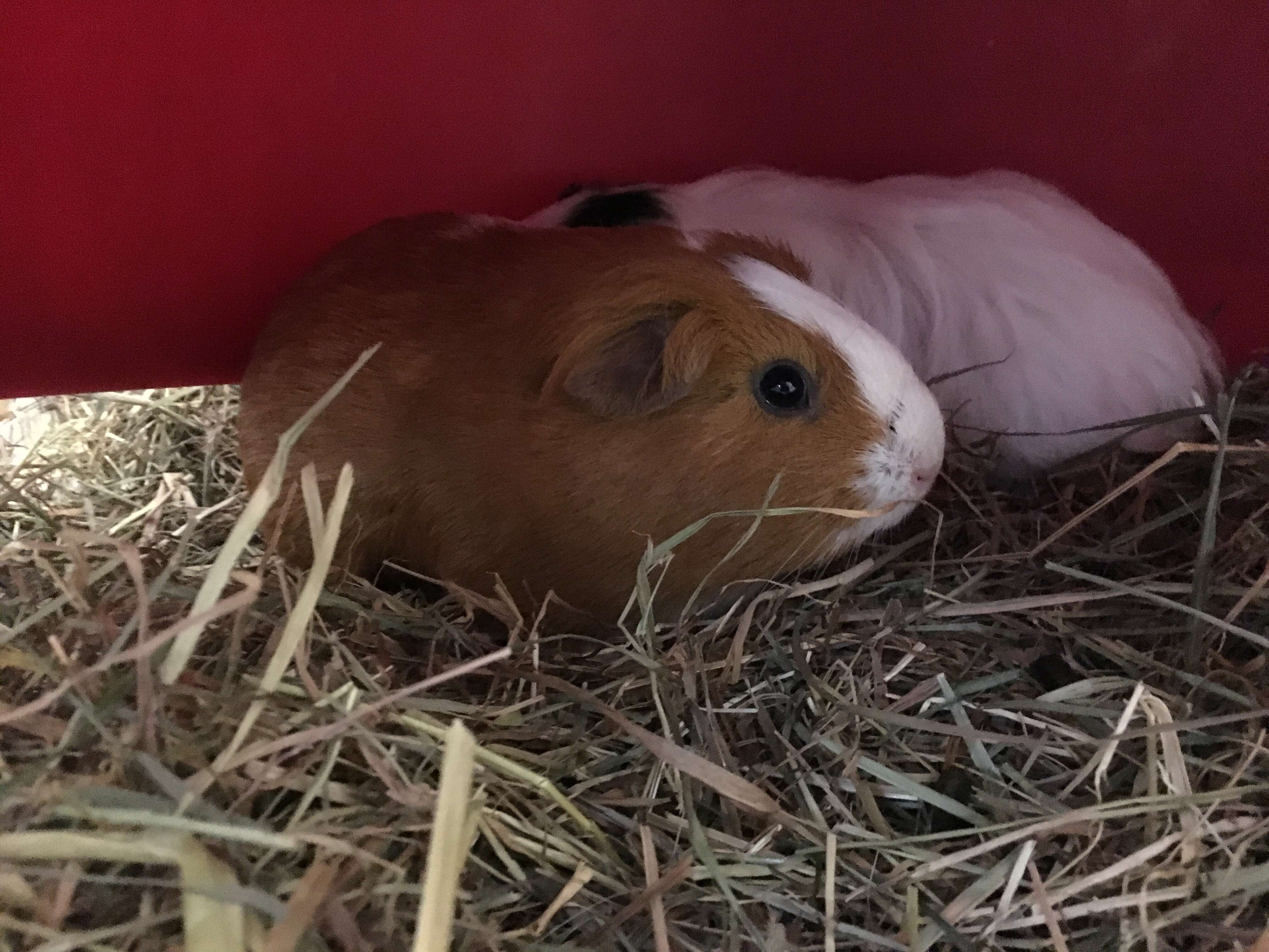 guinea pigs found in the woods