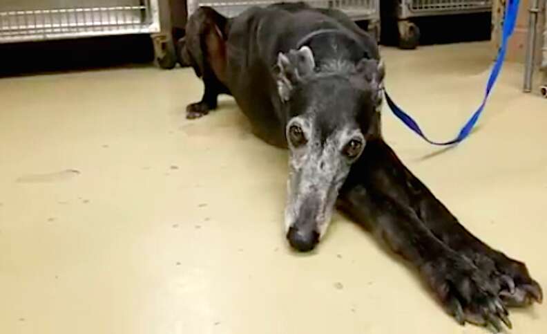 Greyhound found in house with owner's body