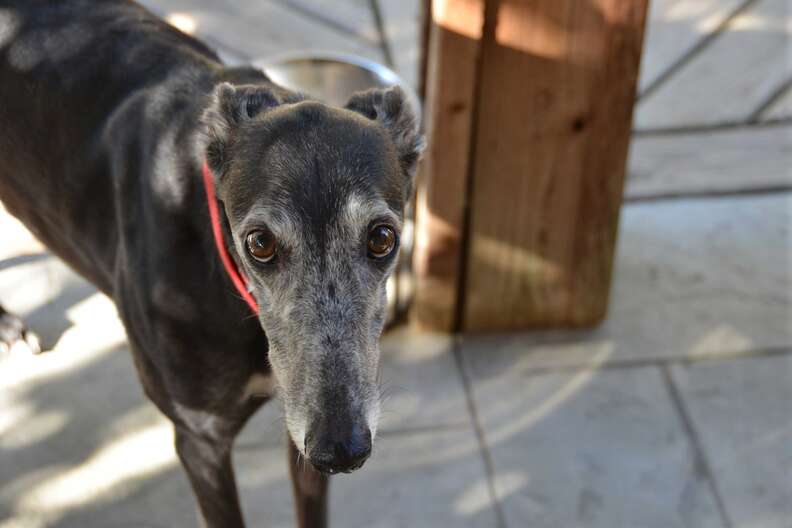 Senior greyhound up for adoption after owner died