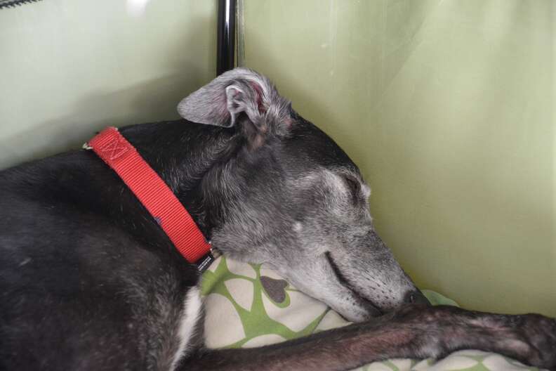 Senior ex-racing greyhound needs home after owner died