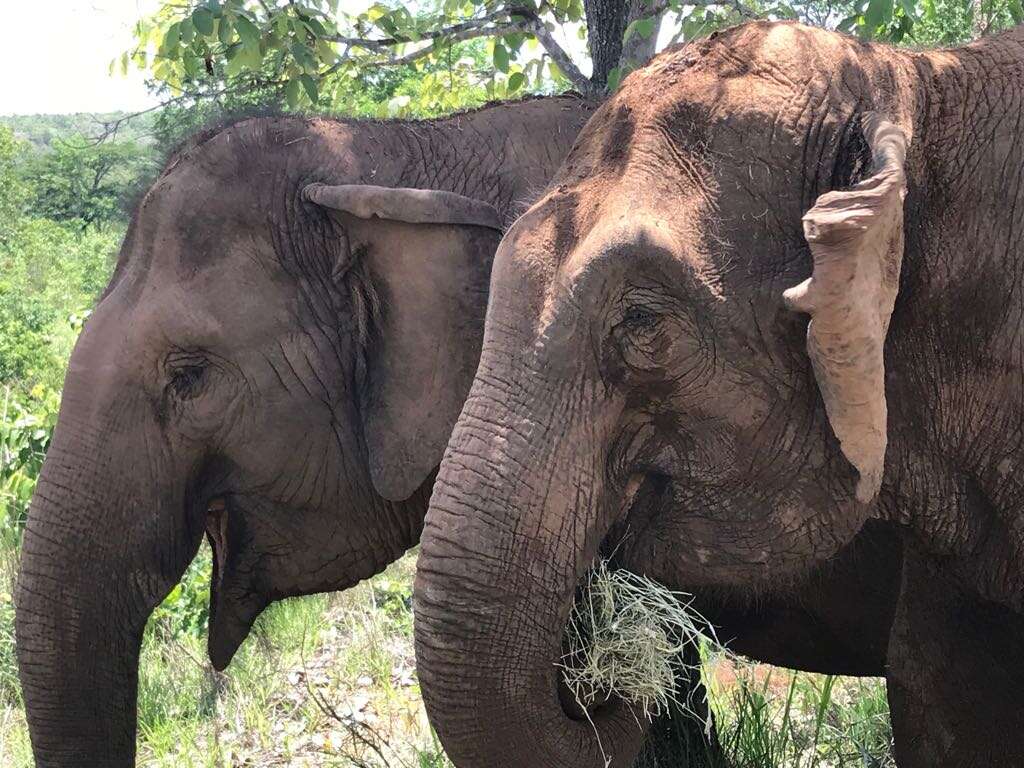 rescued circus elephants brazil