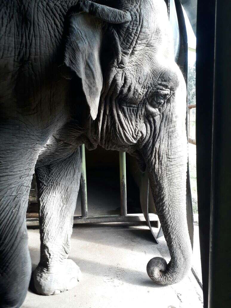 help lonely circus elephant chile
