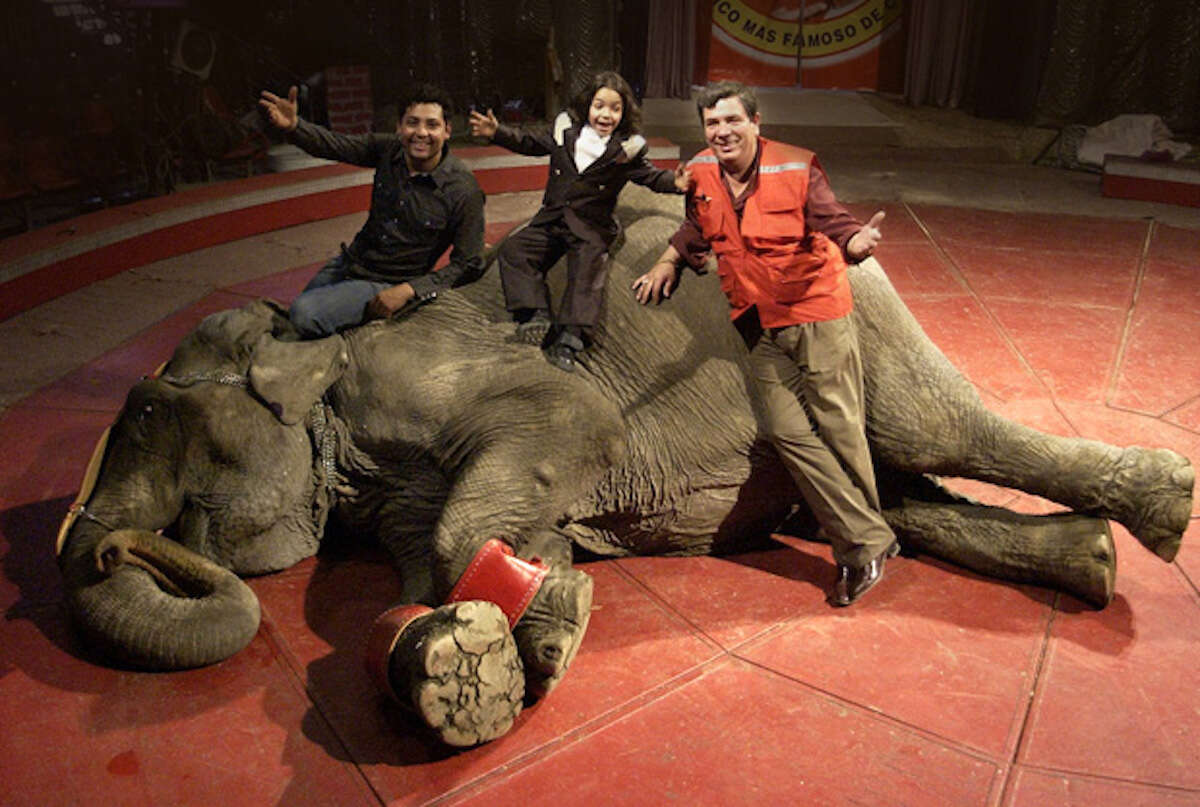 help lonely circus elephant chile