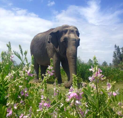 help lonely circus elephant chile