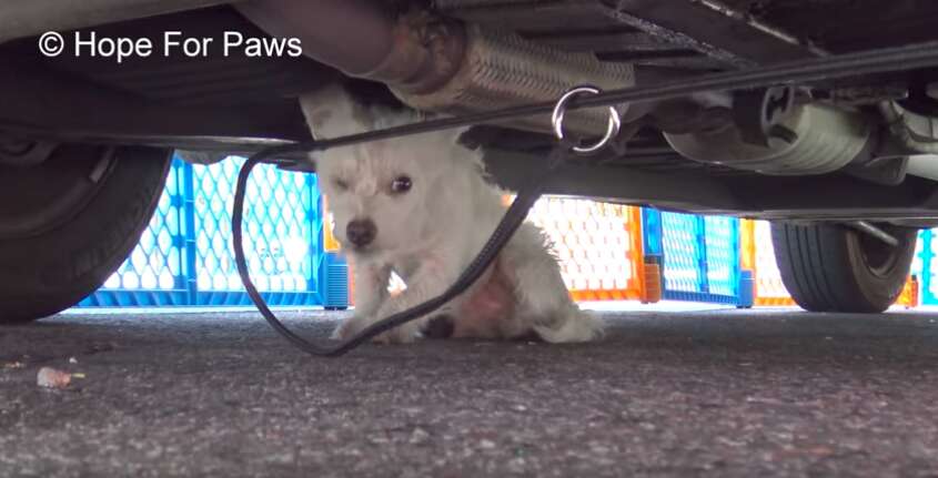 tiny dog stuck under car