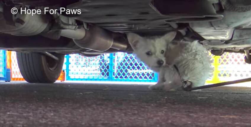 tiny dog stuck under car