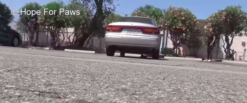 tiny puppy stuck under car