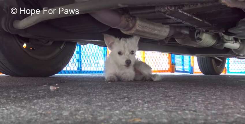 tiny dog stuck under car