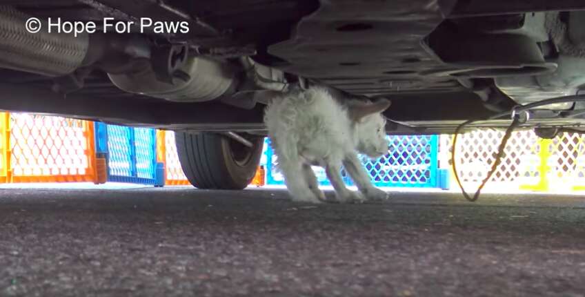 tiny dog stuck under car