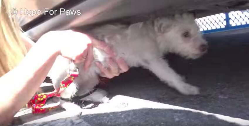 tiny dog stuck under car