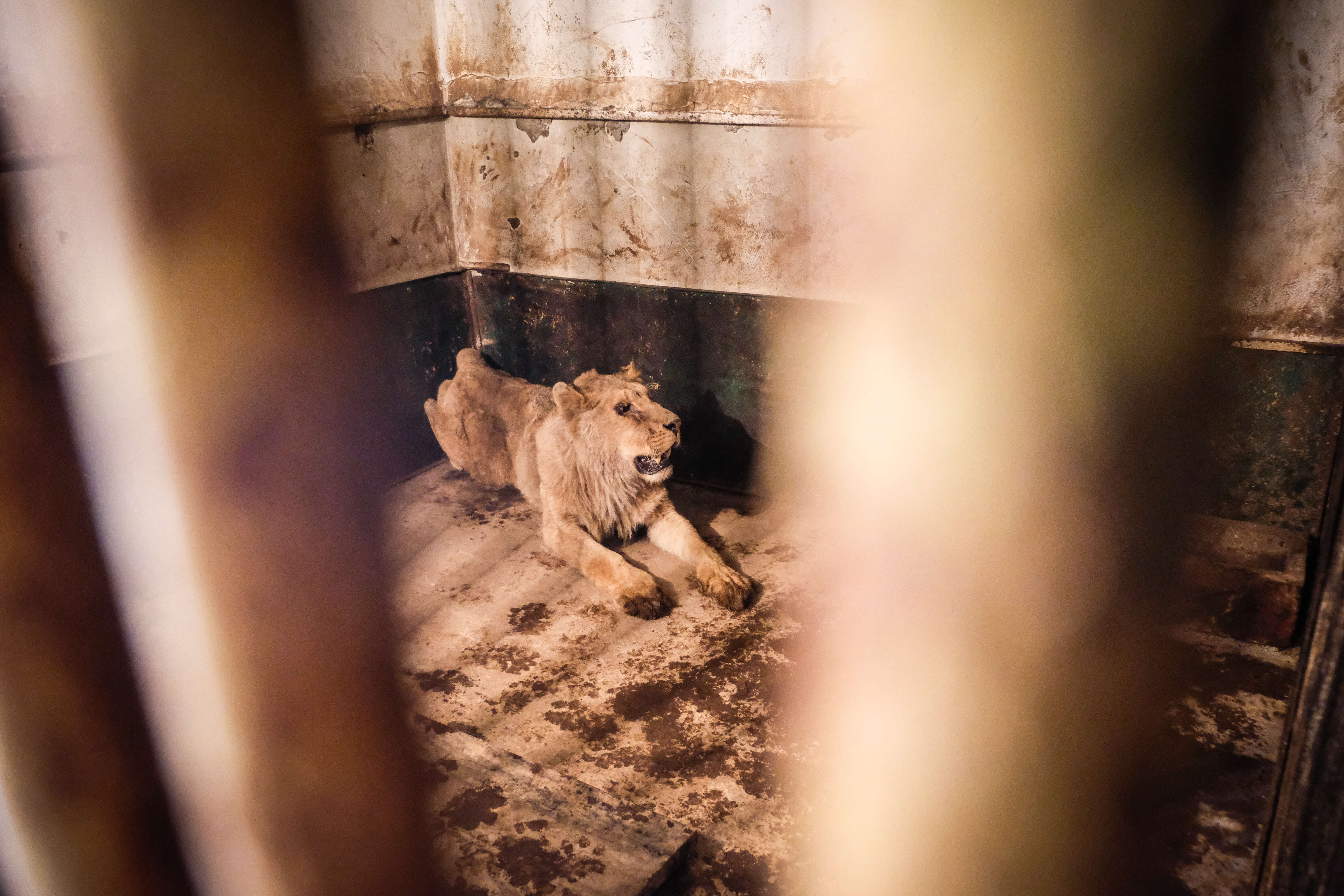 Lions suffering at illegal zoo in Bulgaria getting help