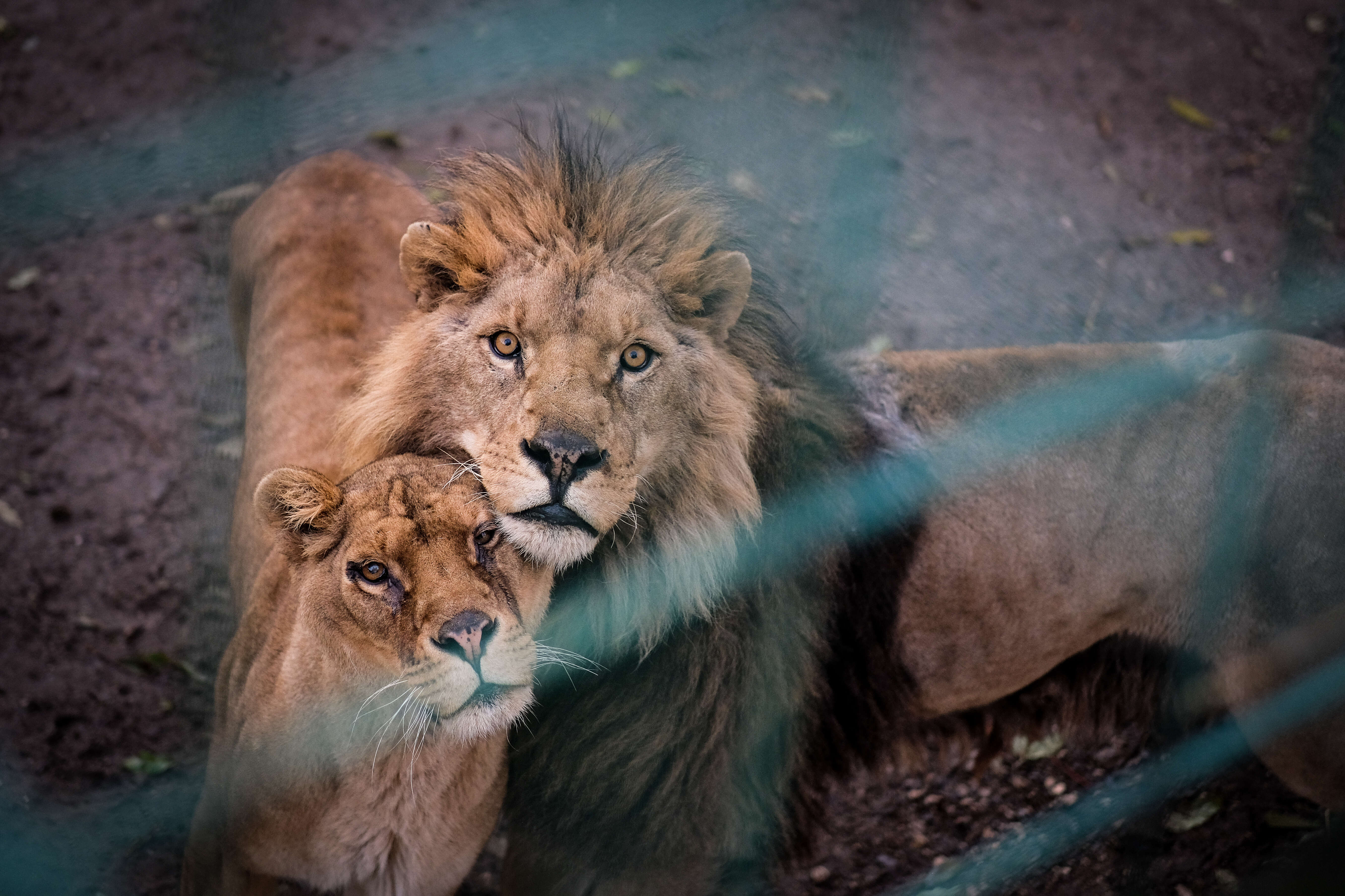 Lions suffering at illegal zoo in Bulgaria getting help