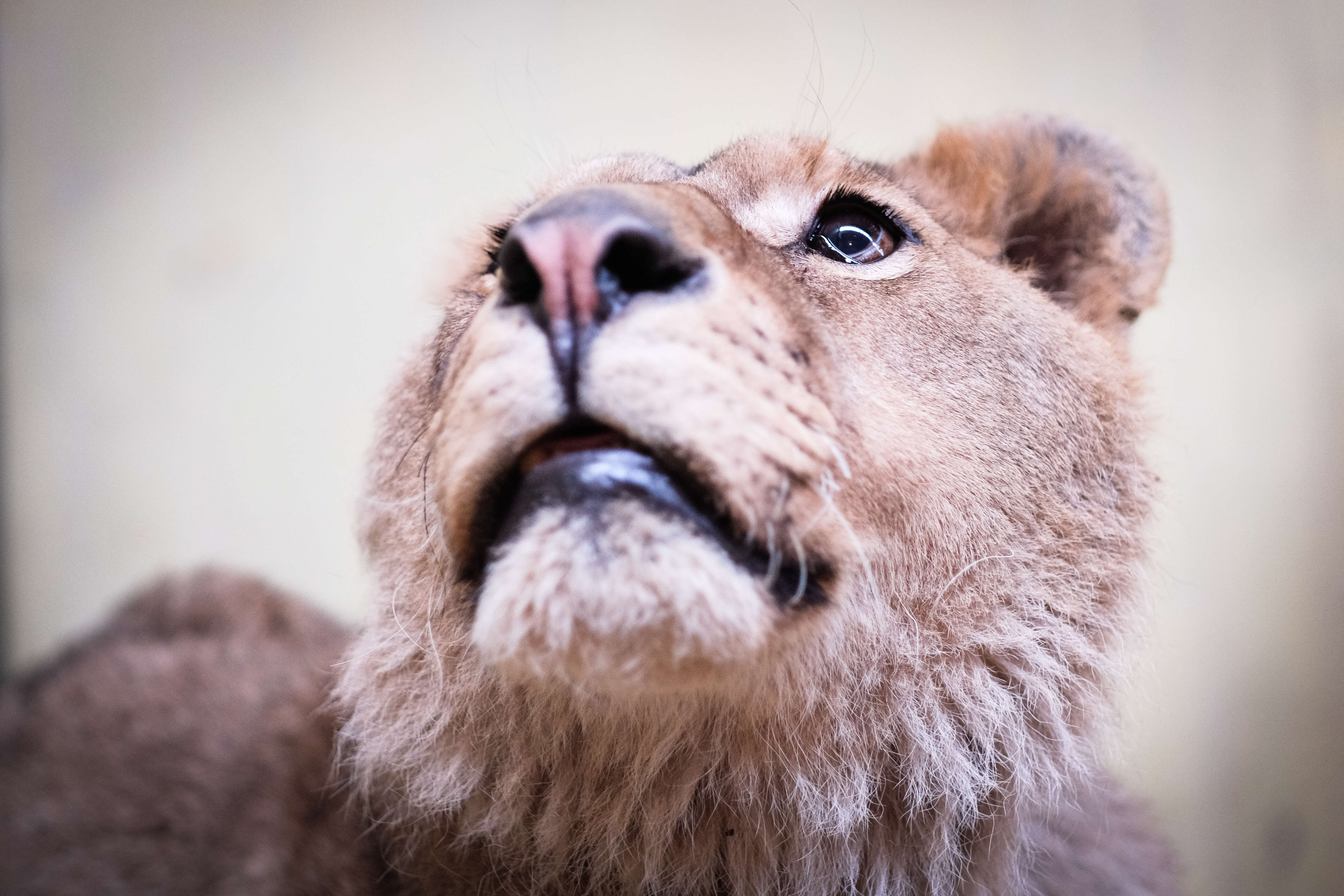 Lions suffering at illegal zoo in Bulgaria getting help