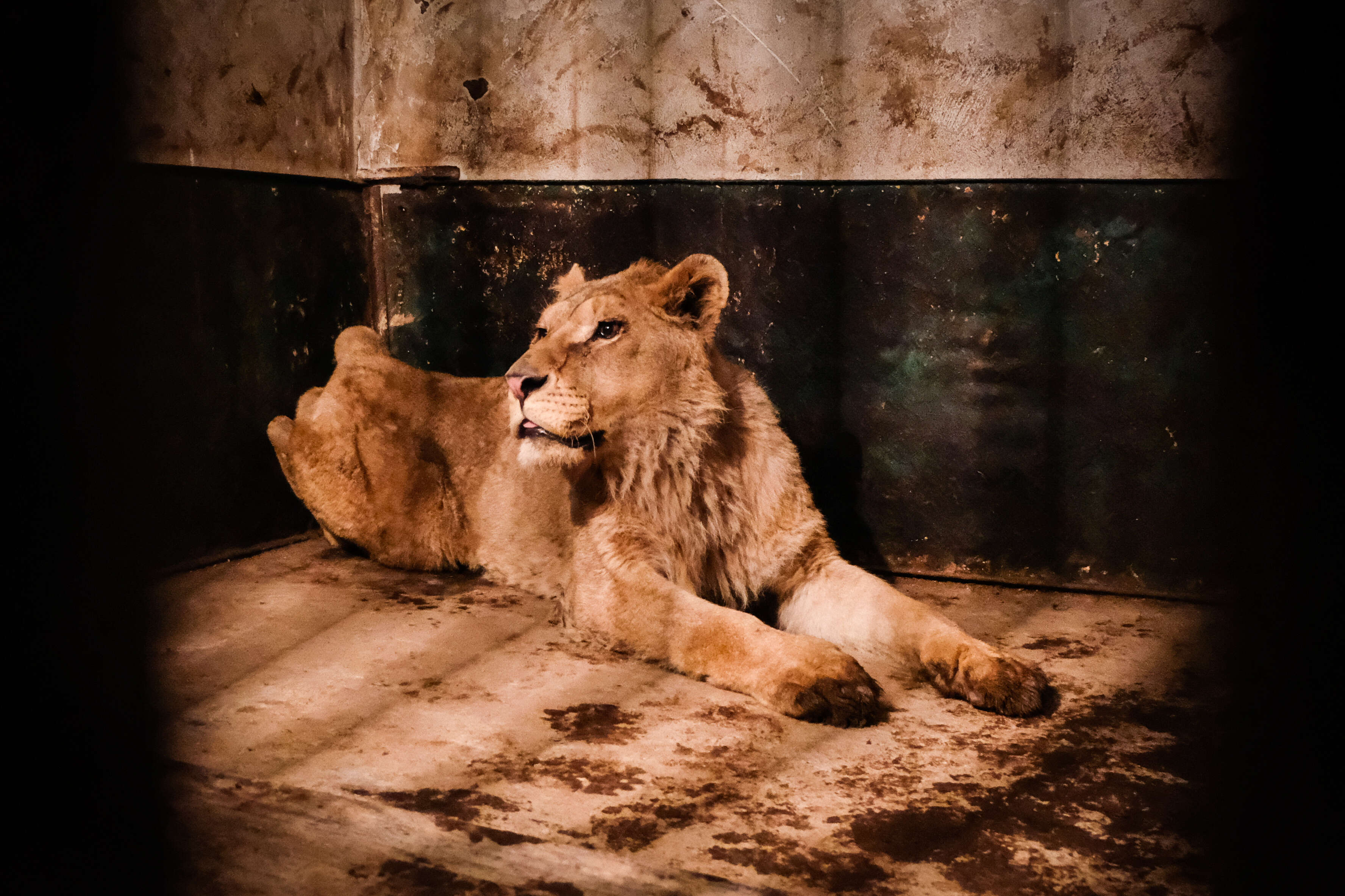 Lions suffering at illegal zoo in Bulgaria getting help