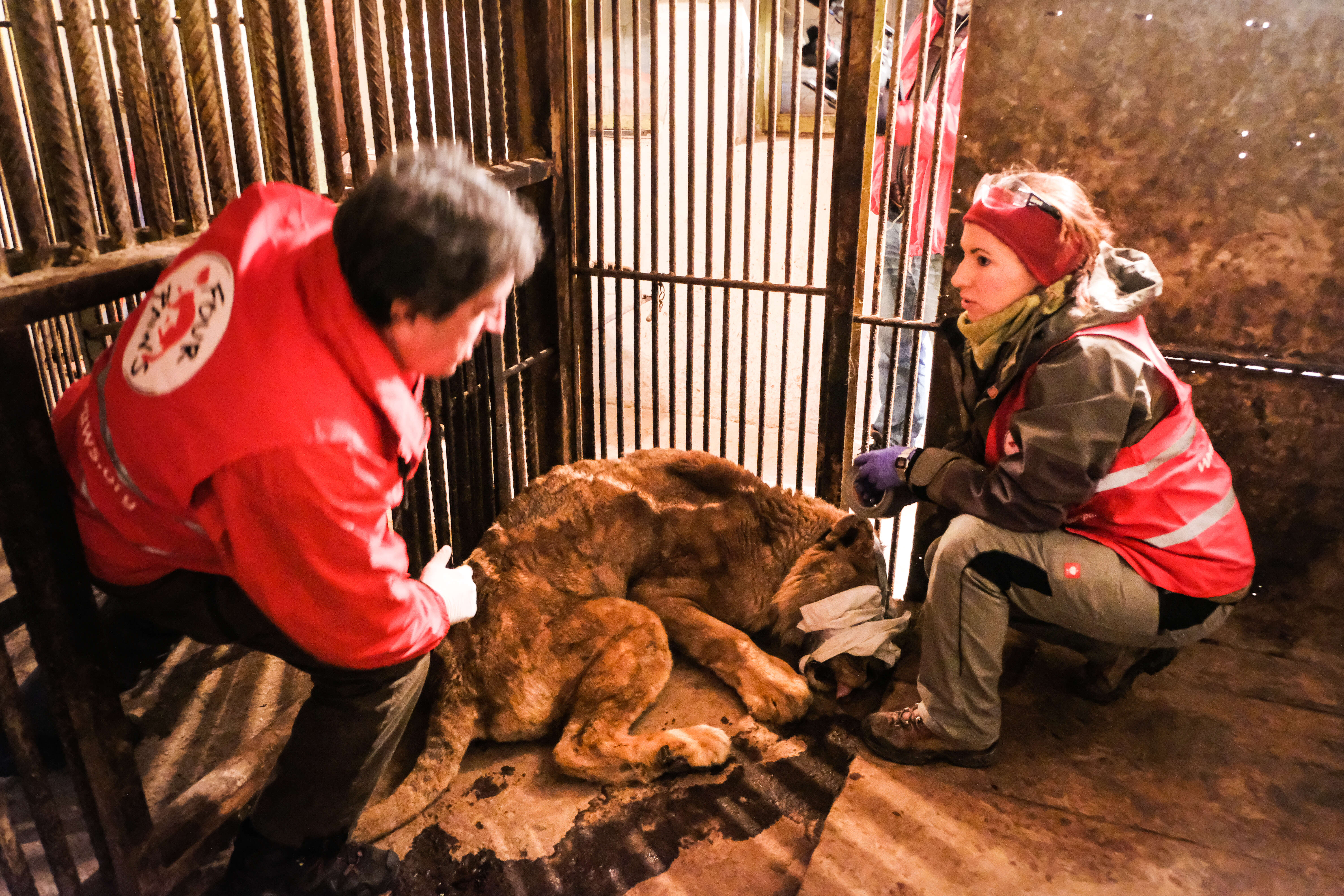 Lions suffering at illegal zoo in Bulgaria getting help