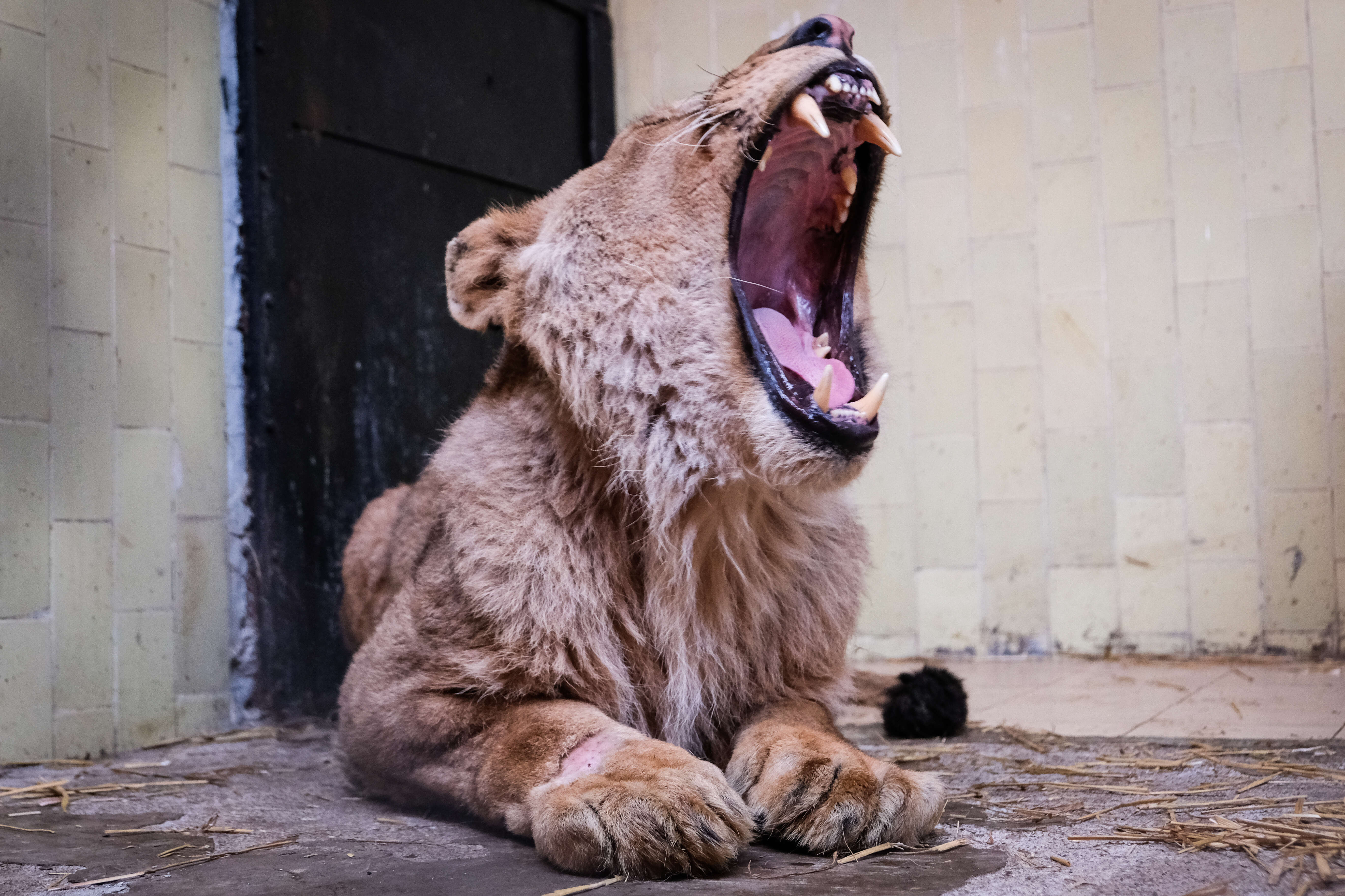 Lions suffering at illegal zoo in Bulgaria getting help