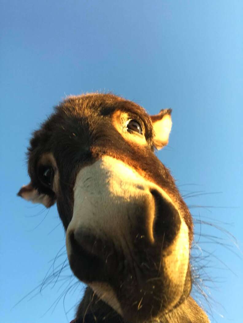 Rescued donkey Charlie Brown at sanctuary in Texas