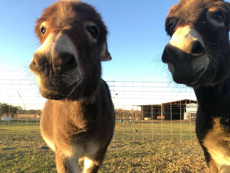 Rescued donkeys fall in love at sanctuary in Texas