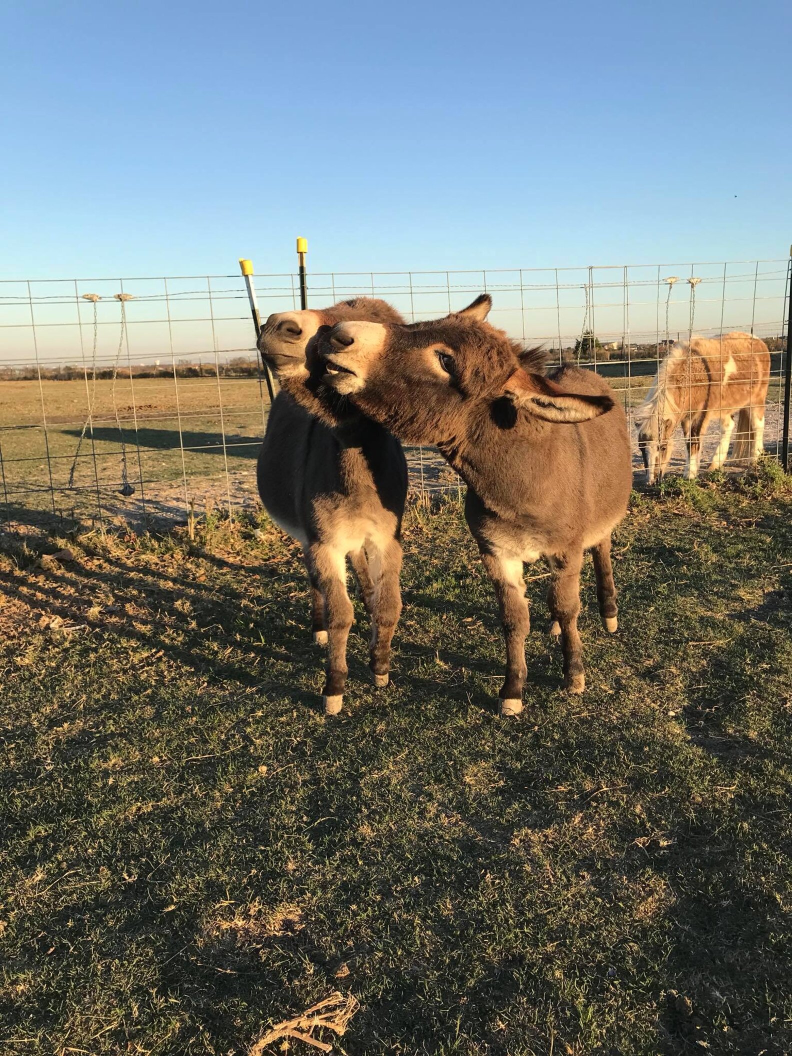 Rescued Donkeys At Texas Sanctuary Fall In Love - The Dodo