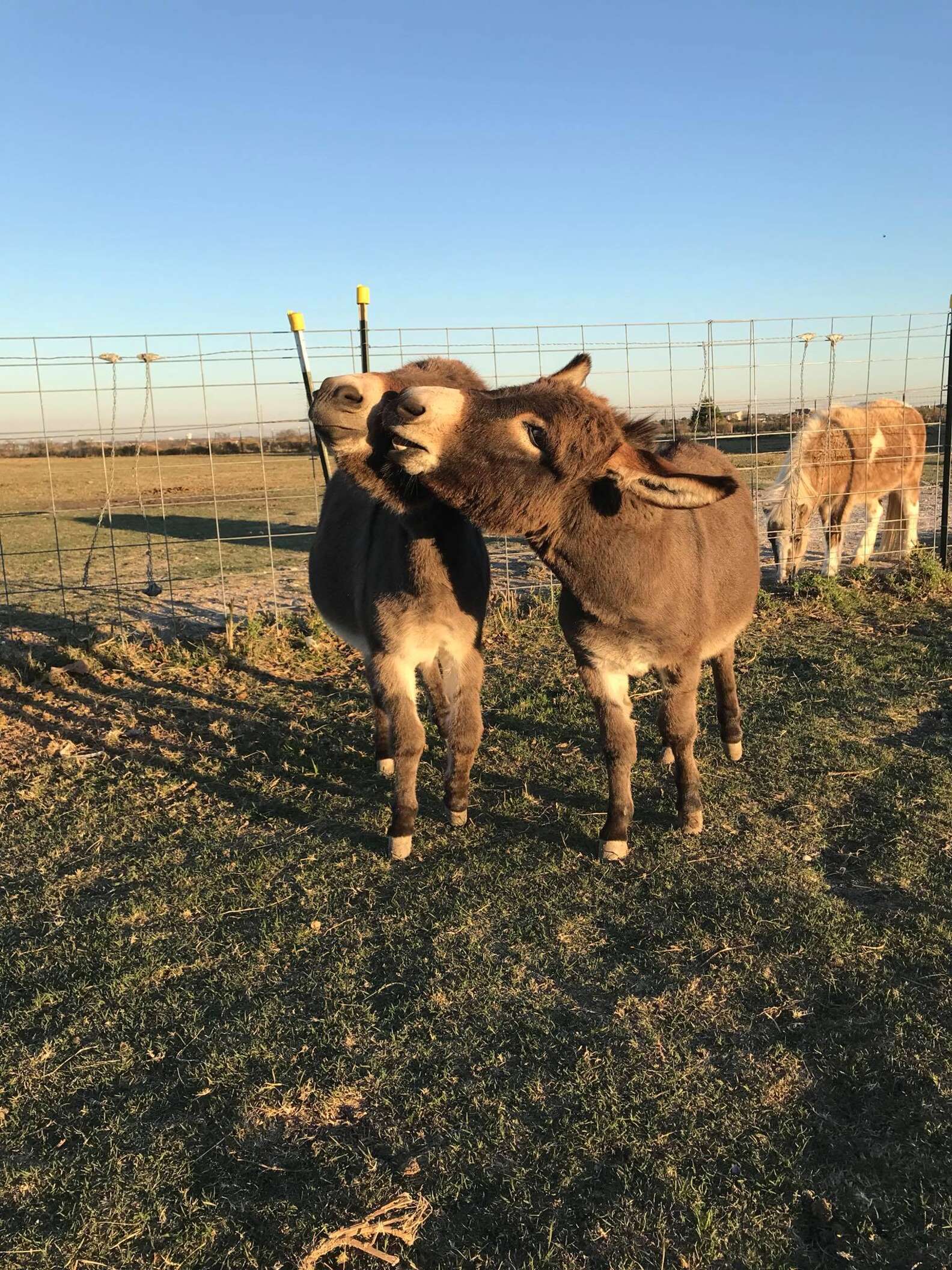 Rescued Donkeys At Texas Sanctuary Fall In Love - The Dodo