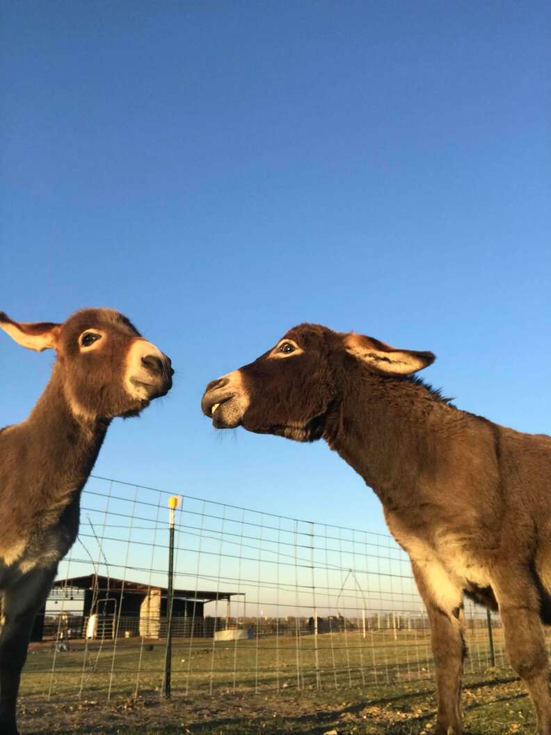 Rescued donkeys fall in love at sanctuary in Texas