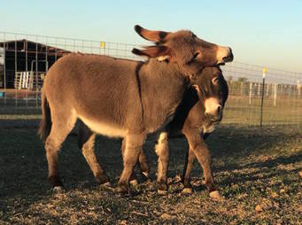 Rescued donkeys fall in love at sanctuary in Texas