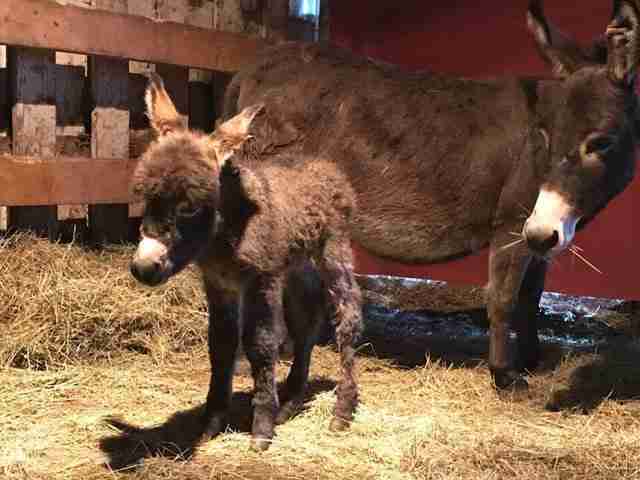 Rescued Donkeys At Texas Sanctuary Fall In Love - The Dodo
