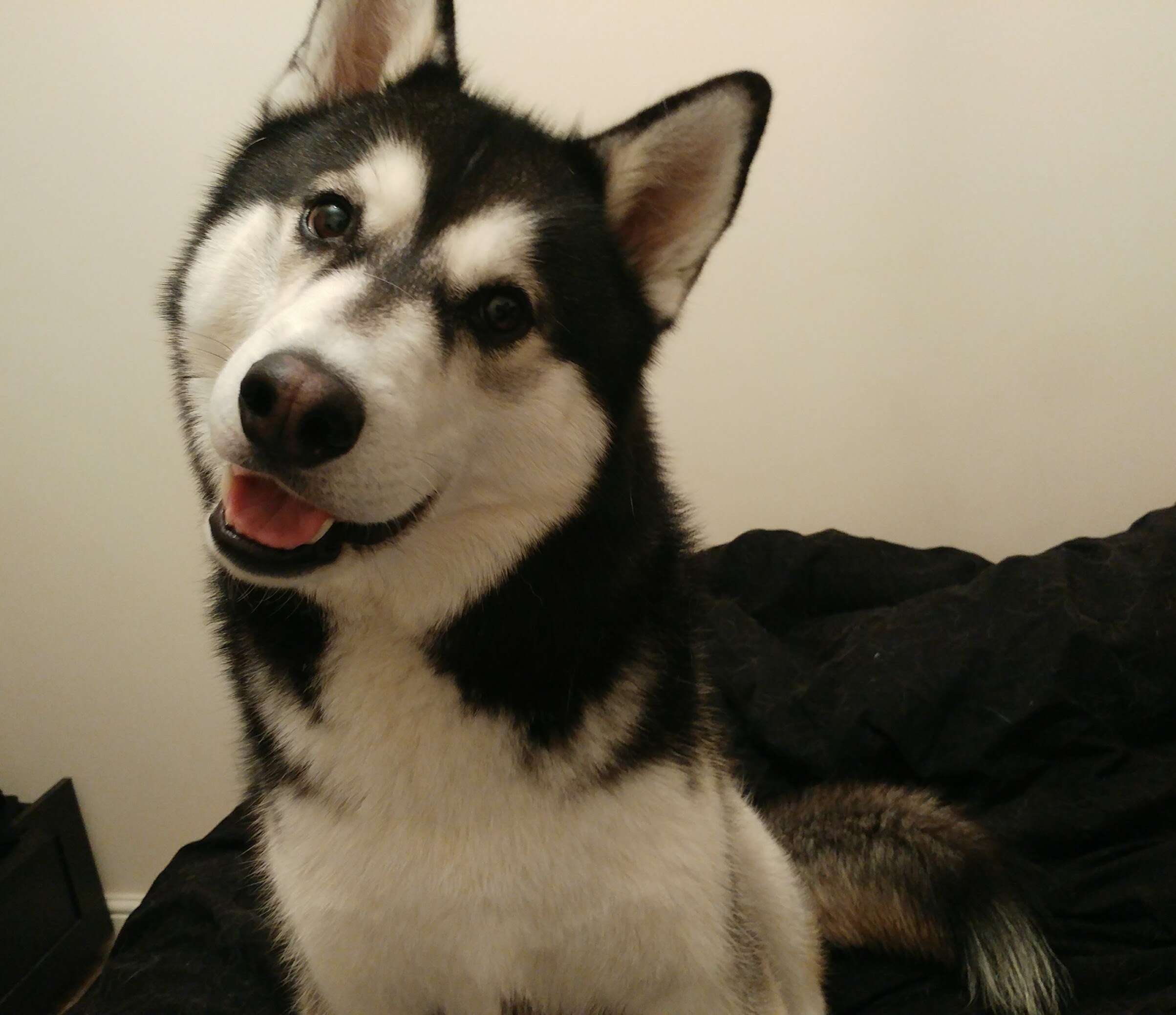 Glitch the husky smiles for the camera