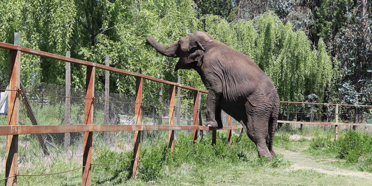 Asian Elephant Waited 6 Years In Chilean Roadside Zoo For Her Rescuers ...