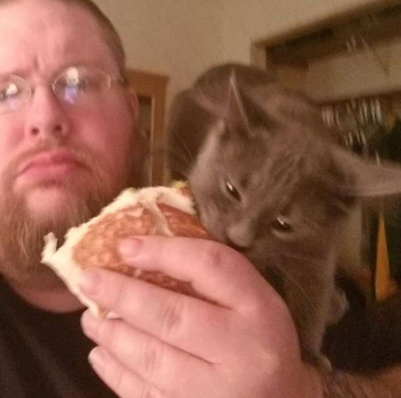 Kitten obsessed 2025 with human food