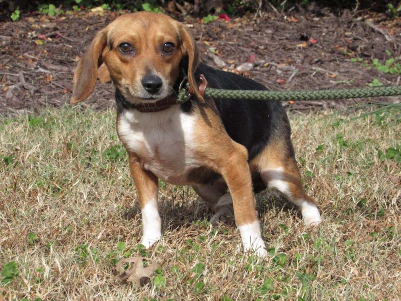 Shelter Dog Gets Caught Sneaking Out Of Her Kennel - The Dodo