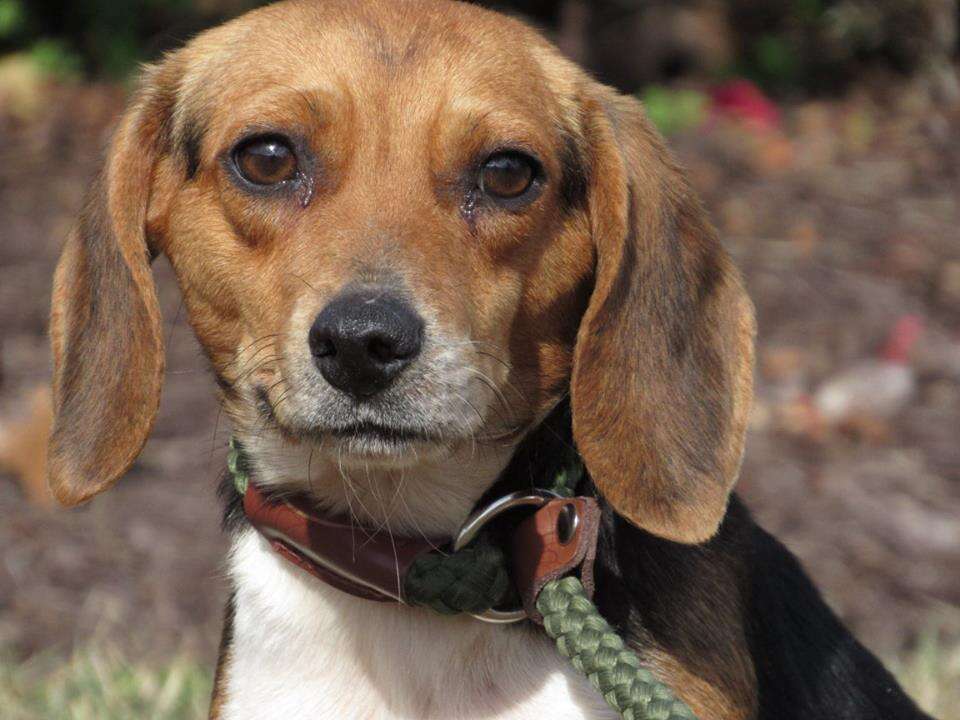 Shelter Dog Gets Caught Sneaking Out Of Her Kennel - The Dodo