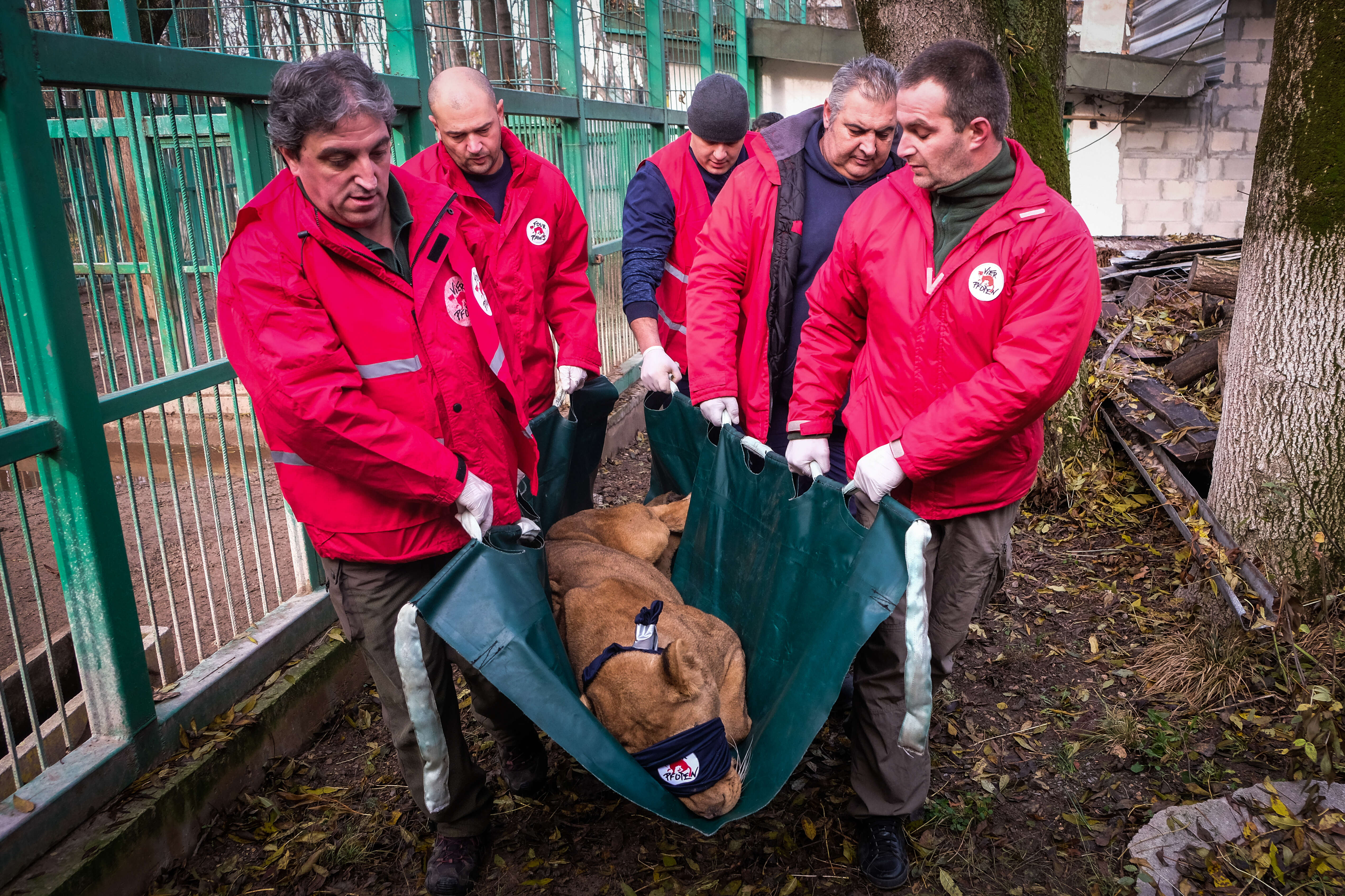 Lion being saved from illegal zoo in Bulgaria