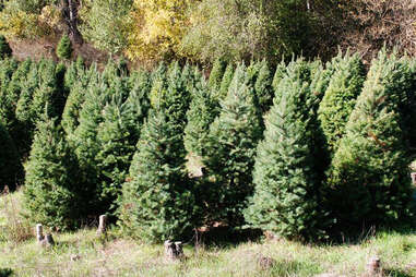 Castro Valley Christmas Tree Farm