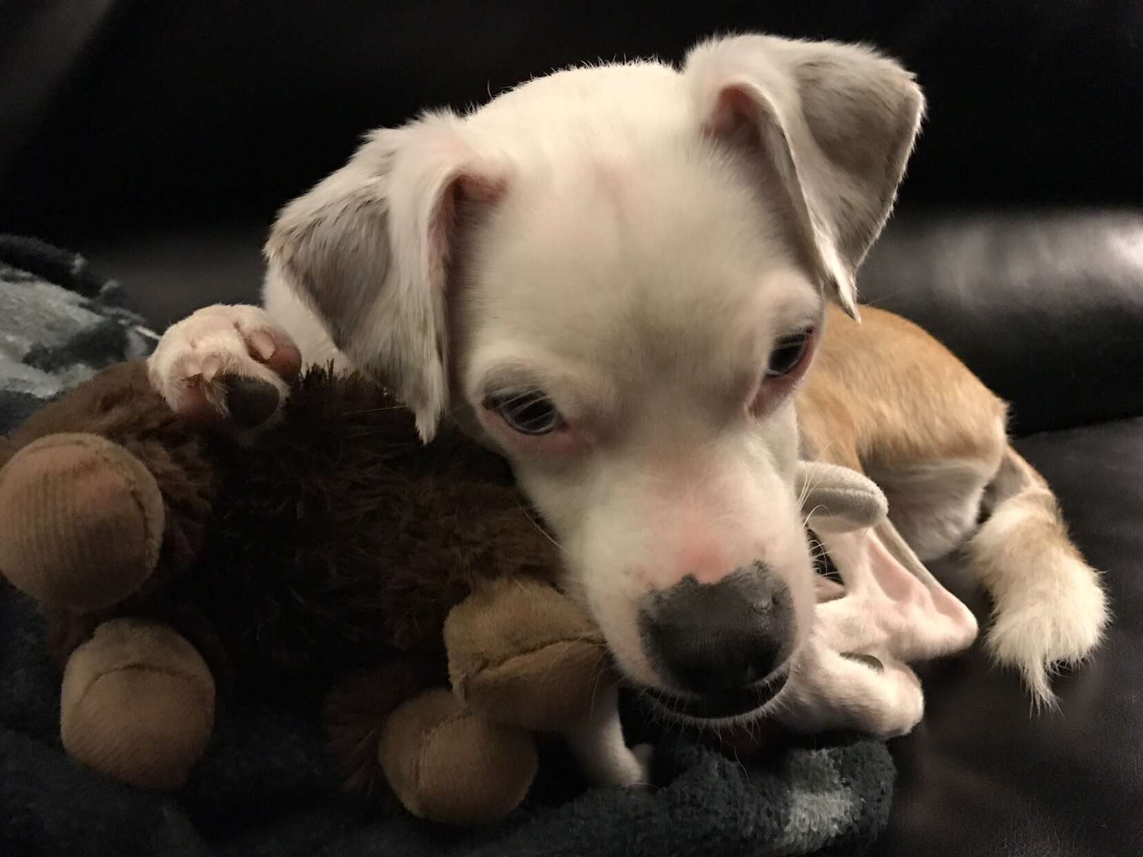 dog sleeps in toys