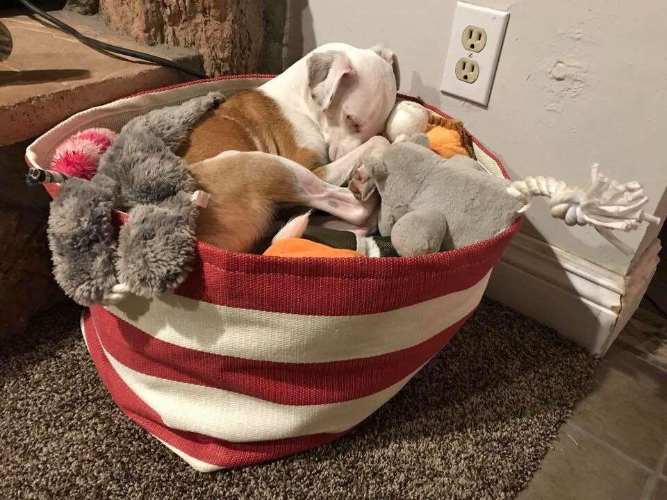 dog sleeps in toys