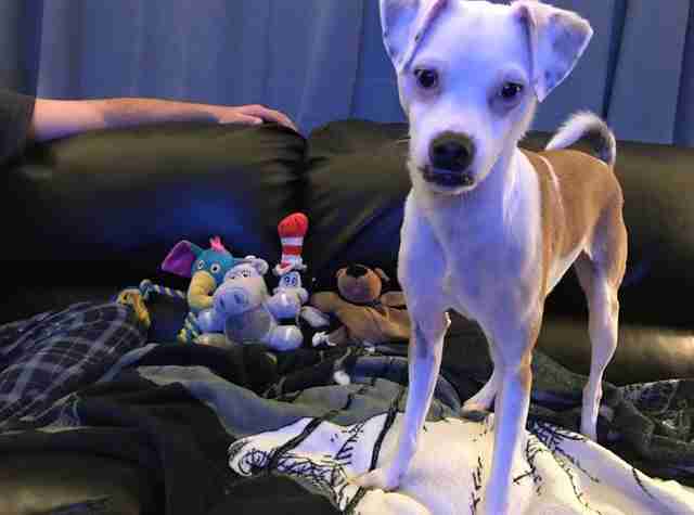 dog loves his stuffed animal