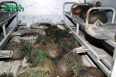 Live pangolins found with traffickers in Vietnam