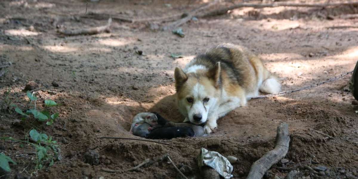 Dog Chained Outside Digs Hole For Her Puppies To Keep Them Safe - The Dodo